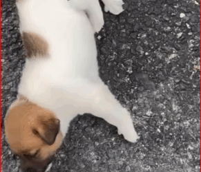 Tears welled up in my eyes when I saw the dogs lying there helpless.#dogvideo #dogsoftiktok #poordogvideo #poordog (1) part2