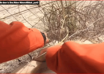 Luckily little deer is fine.#deer #deeroftiktok_part2