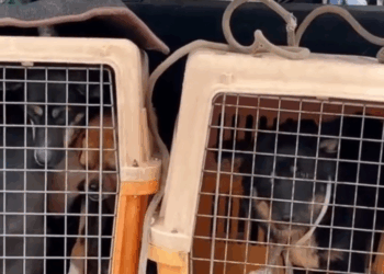 Heart breaking friendship of these dogs brought tears to millions of people_part2