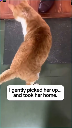 Stray Cat Attacked By Dogs Is Saved #animals #cats #viral #love #l…_part2