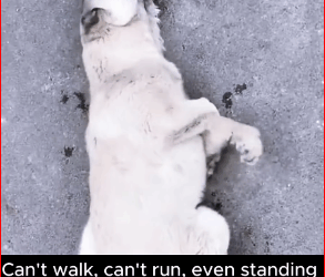 Thanks saving baby #PetsOfTikTok #animals #dog #lovea…_part2