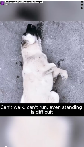 Thanks saving baby #PetsOfTikTok #animals #dog #lovea…_part2