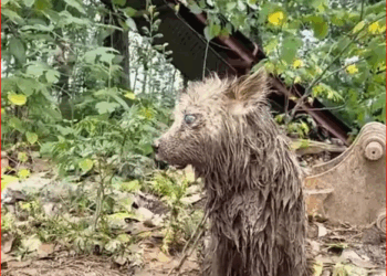 Eyes blinded chained in desolate place, she could only howl desperately help in darkness._part2