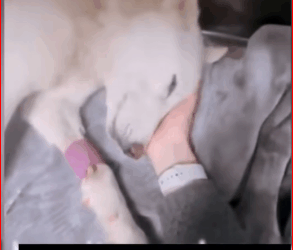 Thanks saving baby #saveanimals #loveanimals #catso… (1)_part2