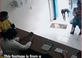 Injured Dog Finds Its Way To Clinic_part2