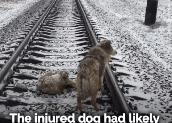 Injured dog on train tracks_part2