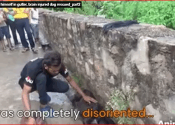 Dragging himself in gutter, brain injured dog rescued_part2