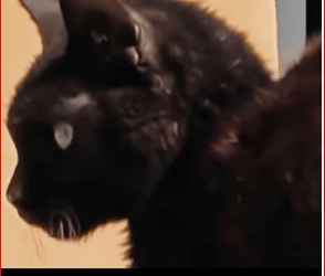 Thanks saving baby #PetsOfTikTok #animals #respect #res…_part2