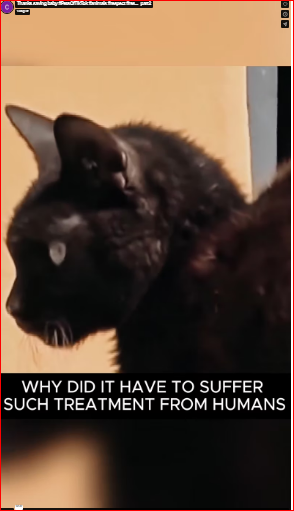 Thanks saving baby #PetsOfTikTok #animals #respect #res…_part2