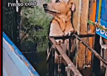 rescue dog #synthetic009pets #dog #dogs #puppy #poordog #straydog #fy…_part2