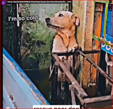 rescue dog #synthetic009pets #dog #dogs #puppy #poordog #straydog #fy…_part2