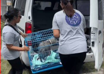 What difference two weeks made Poleng. We haven seen case_part2