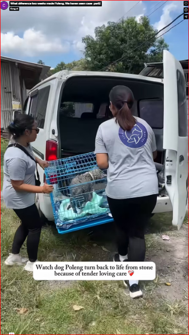 What difference two weeks made Poleng. We haven seen case_part2