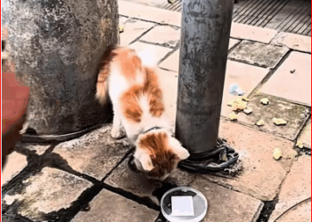 My brother saw cat on sidewalk.#cat #catsoftiktok #catvideo_part2