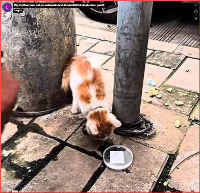 My brother saw cat on sidewalk.#cat #catsoftiktok #catvideo_part2