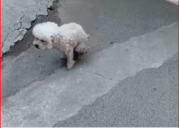 little stray dog moved on two feet until he met kind people who gave him pair of legs._part2
