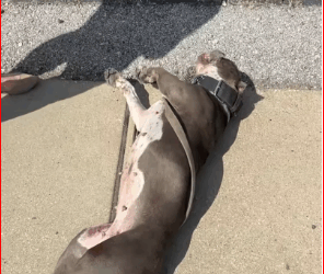 Police spotted an injured dog on Broadway after hit run #fory…_part2