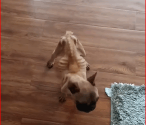 Hello, his name is Hani, dog who was abused by his previous owner u…_part2