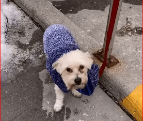 Abandoned in broad daylight tiny, helpless puppy was left_part2