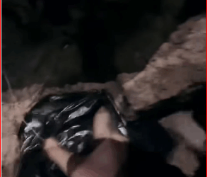 They re friends #PetsOfTikTok #animals #respect #pets #re…_part2