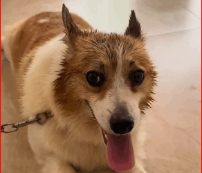 will give you happy family.. #pet #xuhuong #fyp #trending #do…_part2