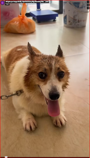 will give you happy family.. #pet #xuhuong #fyp #trending #do…_part2