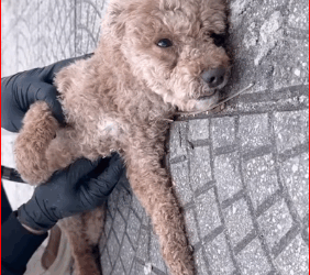 Rescued dog was abused by previous owner thrown on sidewalk in an unconscious state_part2