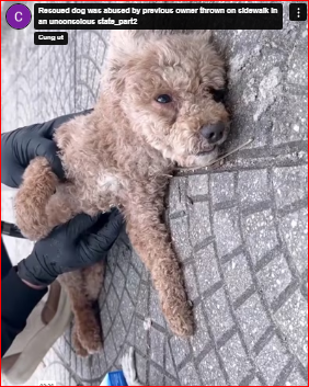 Rescued dog was abused by previous owner thrown on sidewalk in an unconscious state_part2
