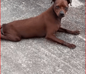 poor dog finally met good person helped him gave him a…_part2