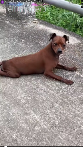poor dog finally met good person helped him gave him a…_part2