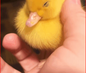 Rescue adopt newborn baby duck #rescue #animals #cutebaby #baby…_part2