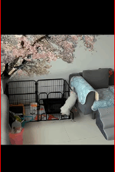 poor dog Security camera captures dog trapped. #animals #dogsoftiktok…_part2