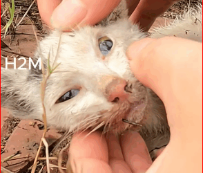 while was exercising heard kitten meowing on side of ro…_part2