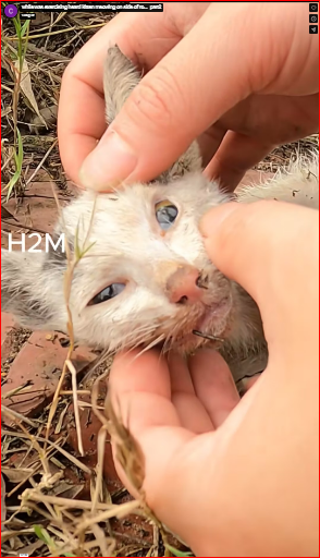 while was exercising heard kitten meowing on side of ro…_part2