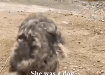 She was beaten, starved, left to di.e But we saved her in time._part2