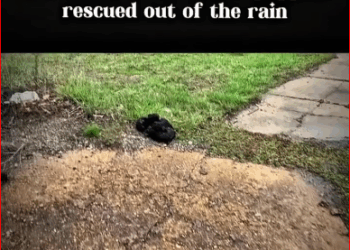 Shivering, soaked little puppies rescued out of rain #rescue #rescuedog #rescuepuppies part2