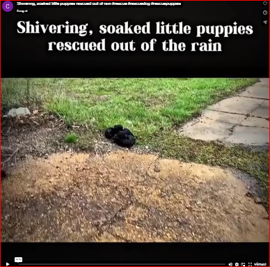 Shivering, soaked little puppies rescued out of rain #rescue #rescuedog #rescuepuppies part2