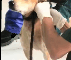 Papap Hindi na taga bantay ng kalakal Rescued Feb #aspin #r…_part2