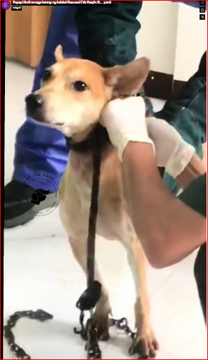 Papap Hindi na taga bantay ng kalakal Rescued Feb #aspin #r…_part2