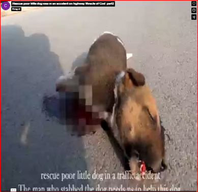 Rescue poor little dog was in an accident on highway Miracle of God_part2