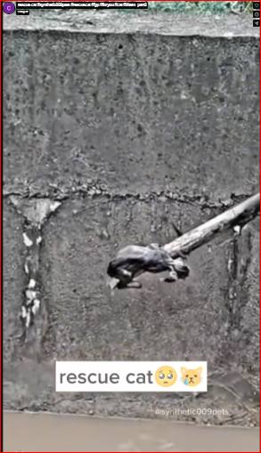 rescue cat #synthetic009pets #rescuecat #fyp #foryou #cat #kitten_part2