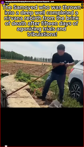 Watching the dogs in such pain makes me cry.#straydog #viralviedo #lonelydog #lovememode #spayandneuter #spayandn Part 2