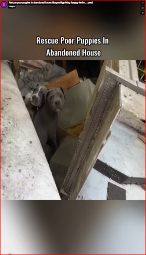 Rescue poor puppies in abandoned house #foryou #fyp #dog #puppy #anim…_part2