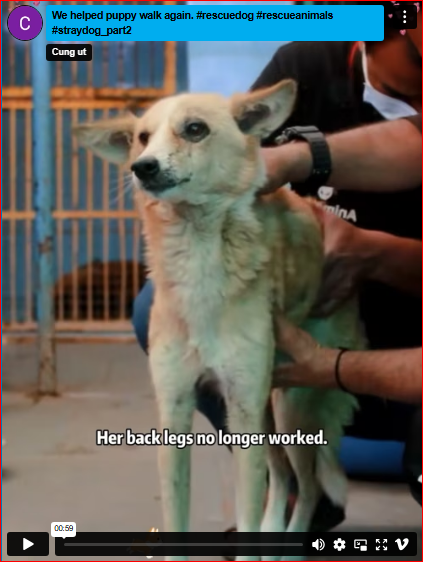 We helped puppy walk again. #rescuedog #rescueanimals #straydog_part2