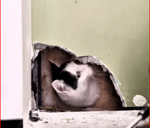 I felt tears rolling down as I stood there, helpless.#cat #catsoftiktok #catvideo part2