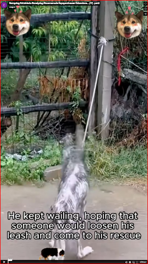 I can’t hold back my tears when I see the dogs like this.#straydog #viralviedo #lonelydog #lovememode #spayandneuter #abandone part2