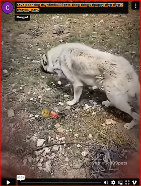 save poor dog #synthetic009pets #dog #dogs #puppy #fyp #fypシ #foryou_part2