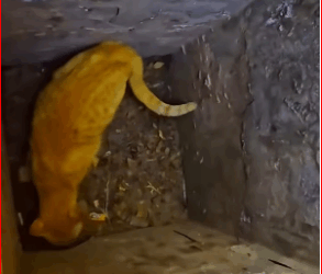 save kitten fell down sewer#rescue #animals #catsoftiktok #cat_part2