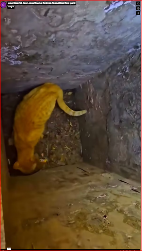 save kitten fell down sewer#rescue #animals #catsoftiktok #cat_part2
