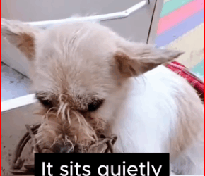 Thanks saving baby #PetsOfTikTok #animals #dog #lovea…_part2